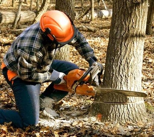 Tree Removal in Tryon, NE